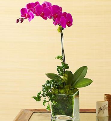 1 Stem Purple Phalaenopsis Orchid