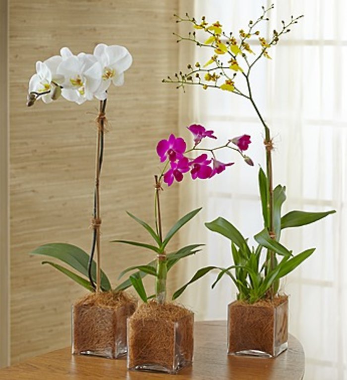 Grower\'s Choice Orchids