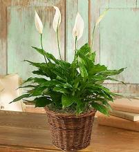 Spathiphyllum (Peace) Plant-small