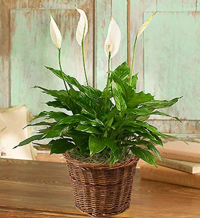 Spathiphyllum (Peace) Plant