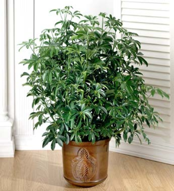 Arboricola Floor Plant