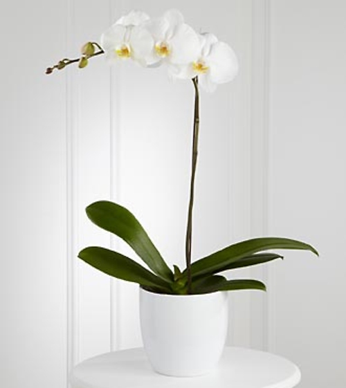 1 Stem White Orchid Planter