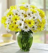 Yellow & White Daisy Bouquet