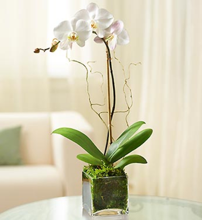 Elegant White Orchid